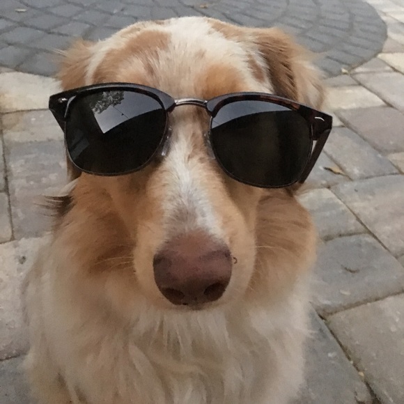 Meet your Posher, Riley - Picture 1 of 1